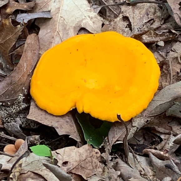 Meet your Posher, Leneatra - Picture 7 of 16